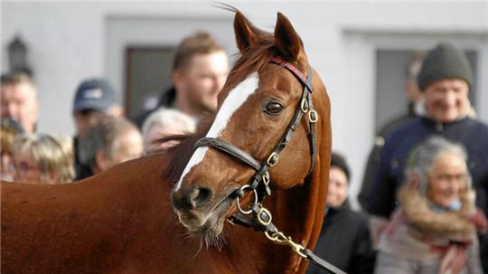 Adlerflug zeigt sich im Februar 2019 bei der Schlenderhaner Hengstpräsentation. 