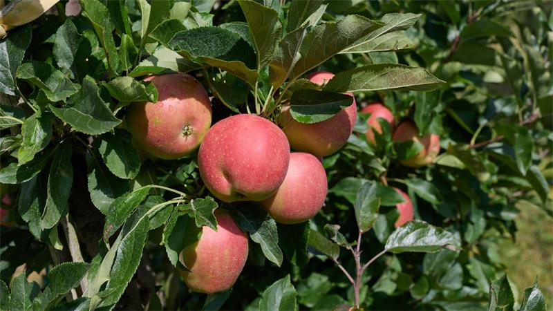 Äpfel zum Selberpacken – ungewöhnliche Idee im Alten Land Äpfel der Sorte Gala hängen an einem Baum.