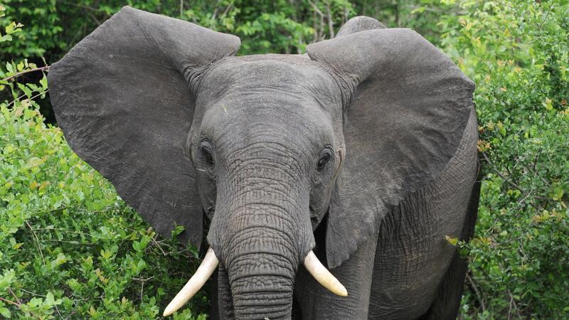 Elefant tötet Tourist in südafrikanischem Nationalpark Afrikanische Elefanten können angreifen, wenn sie sich bedroht fühlen.