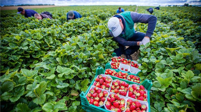 Agrarminister ohne Beschluss zum Mindestlohn. (Symbolbild)