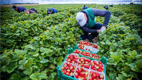 Agrarminister ohne Beschluss zum Mindestlohn. (Symbolbild)