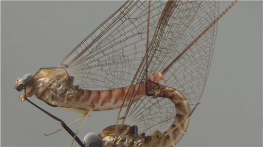 Akrobotisch unterwegs: die Eintagsfliege beim Paarungsritual.