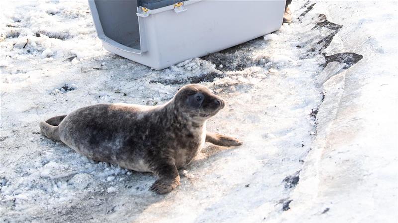 Aktuell befinden sich nach der Auswilderung der vier Jungtiere noch 18 weitere junge Kegelrobben in der Seehundstation Friedrichskoog.