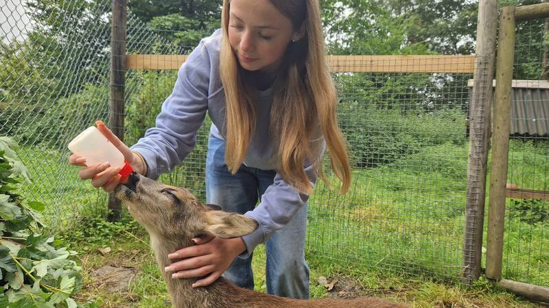 Zellerfelder Familie päppelt im Garten Rehkitze auf Aktuell lässt sich Rehkitz Rudi nur von der 13-jährigen Ciara füttern.