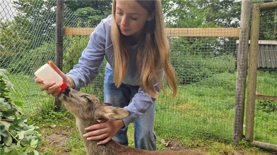 Aktuell lässt sich Rehkitz Rudi nur von der 13-jährigen Ciara füttern.