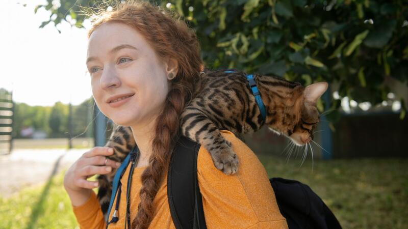 Katzen an der Leine - Harmlos oder Gefahr fürs Tierwohl? Aktuell werden immer mehr Katzen an der Leine durch Großstadtstraßen geführt. (Archivbild)