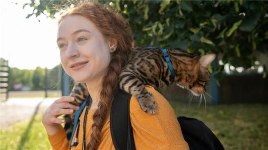 Aktuell werden immer mehr Katzen an der Leine durch Großstadtstraßen geführt. (Archivbild)