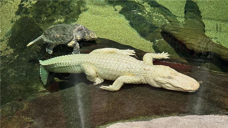 Albino-Alligator Claude lag meist regungslos auf einem beheizten Felsen oder schwamm mit Schildkröten durch sein Becken. (Archivbild)