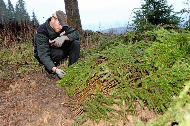 Nach Borkenkäfer-Schäden: 160.000 neue Bäume werden gepflanzt