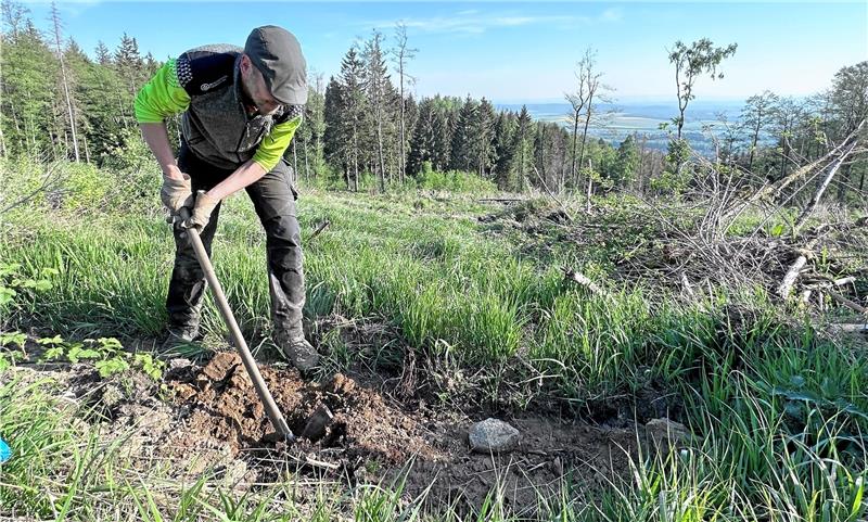 Harzer Förster sind jetzt Baum-Millionäre Alexander Frese pflanzt oberhalb von Göttingerode die Jubiläums-Bergulme in den Boden. Fotos: Schlegel