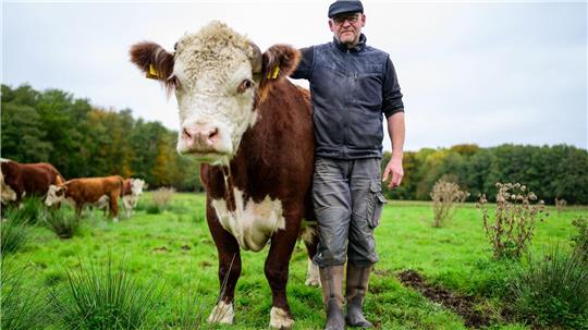 Alexander Schmidt, Rinderzüchter, steht auf einer Wiese neben dem Hereford-Rind mit dem Namen Simba.