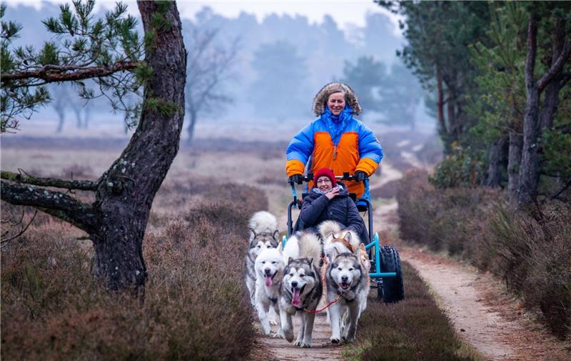 Alexandra Krüger, deutsche Meisterin im Schlittenhunderennen, steuert mit gerufenen Kommandos ihre sieben Alaskan-Malamutes.