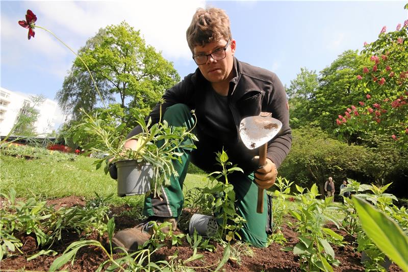 Landesgartenschau Bad Gandersheim zieht Sommerkleid an Alle Hände voll zu tun hat in diesen Tagen der Garten- und Landschaftsbauer Tobias Klaus, um auf dem Gelände der Landesgartenschau die Sommerblumen in die Erde zu bringen. Foto: Gereke