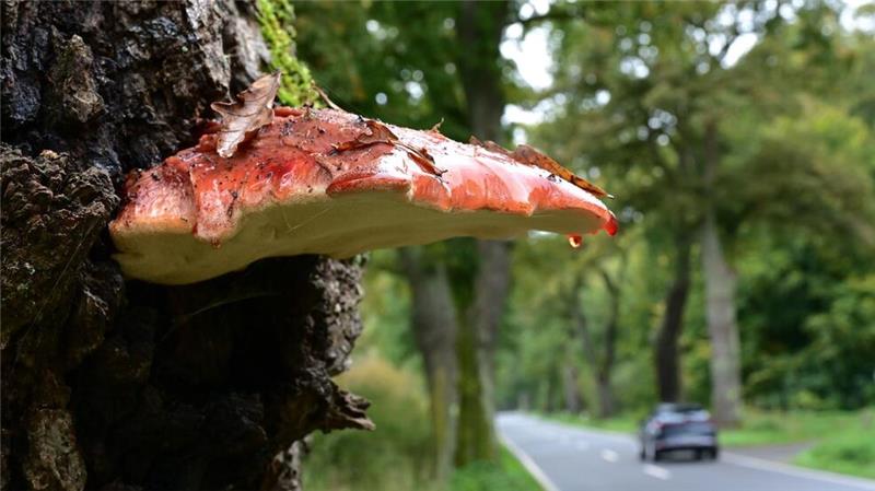 Experten sorgen sich um Deutschlands Alleen Allen bieten Lebensraum für eine Vielzahl von Lebewesen.