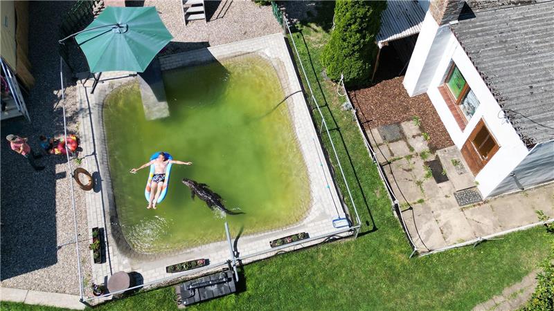 Bilder des Tages Alligator-Dame Frau Meyer im Gartenpool