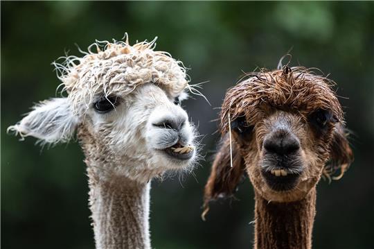 Alpakas stehen auf einer Weide im Braunlager Kurpark.