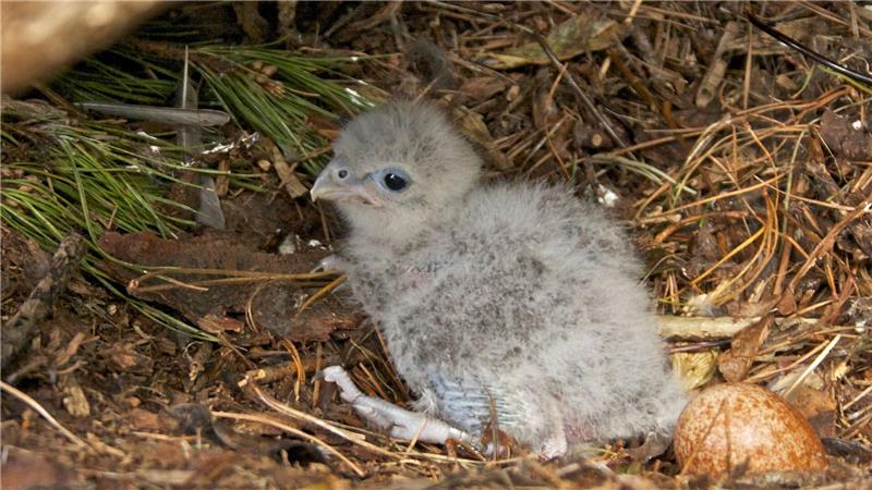 Als Küken sind Neuseelandfalken noch flaumig und hell. 