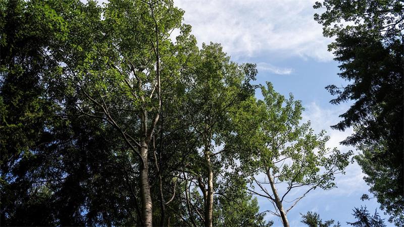 Als Pionierbaum bevölkern Zitterpappel karge Flächen zuerst.