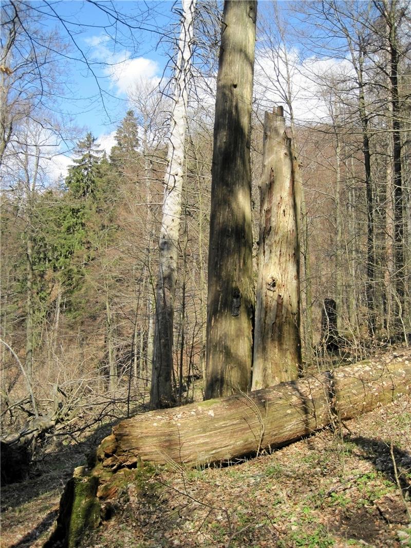 Altersschwach: Viele der „Dicken Tannen“ überstehen den einen oder anderen Herbststurm nicht mehr und fallen.