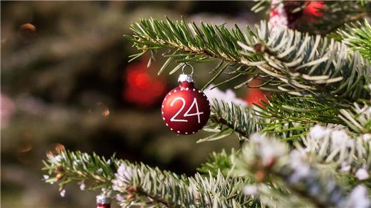 Am 24. Dezember muss der Baum stehen – auch wenn die Vorgeschichte manchmal abenteuerlich ist.
