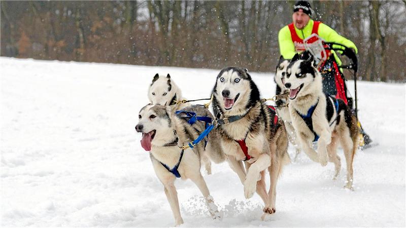 Von Walpurgis bis Stadtfest: Das sind die Großevents im Oberharz Am 7. und 8. spurten die Schlittenhunde und ihre Musher über die Rennstrecke – wenn das Wetter stimmt.