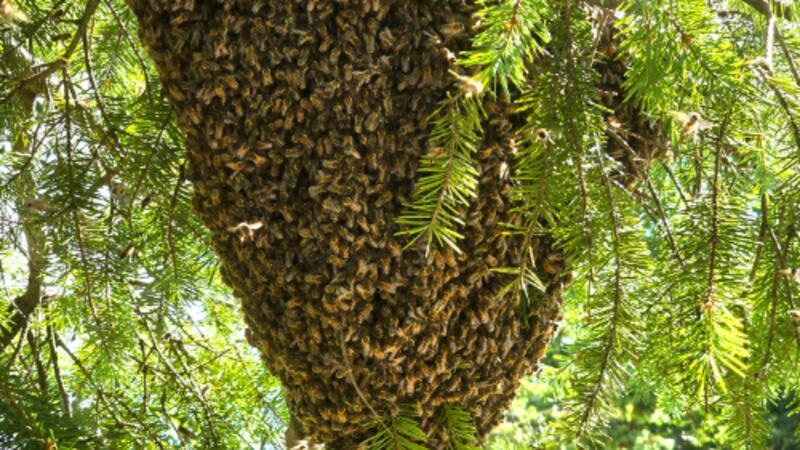 Urlauber entdecken Bienenschwarm am Clausthaler Ferienpark Am Ast hat der Bienenschwarm eine dicke Traube gebildet.