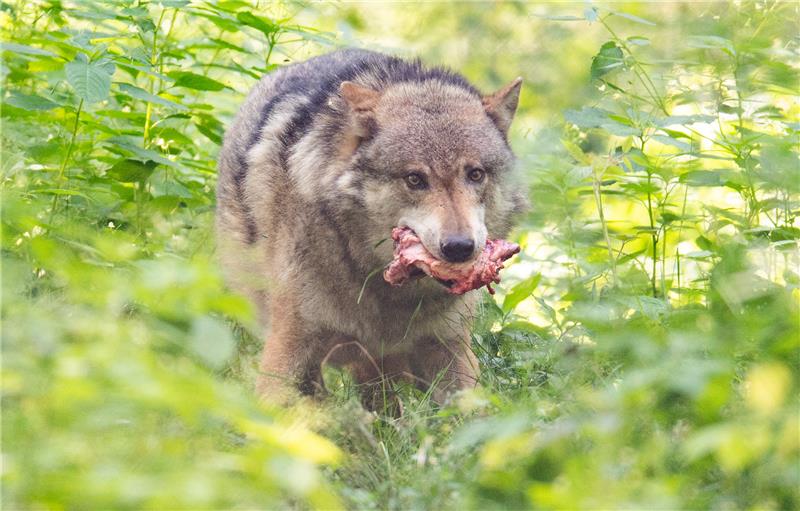 Totes Reh in Goslar entdeckt: Wurde es von einem Wolf gerissen? Am Blauen Haufen in Goslar wurde ein gerissenes Reh entdeckt. Jetzt wird spekuliert, ob ein Wolf das Tier getötet hat. Symbolbild: Boris Roessler, dpa/pa