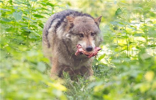Am Blauen Haufen in Goslar wurde ein gerissenes Reh entdeckt. Jetzt wird spekuliert, ob ein Wolf das Tier getötet hat. Symbolbild: Boris Roessler, dpa/pa