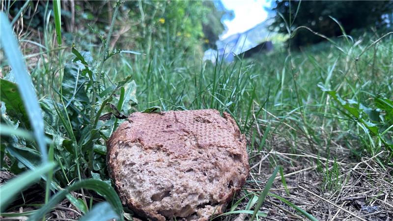 Am Butterberg liegen mitten im Wohngebiet halbe Brotlaibe am Wegesrand. Mit Absicht? Egal. Für den Fuchs ein gefundenes Fressen.