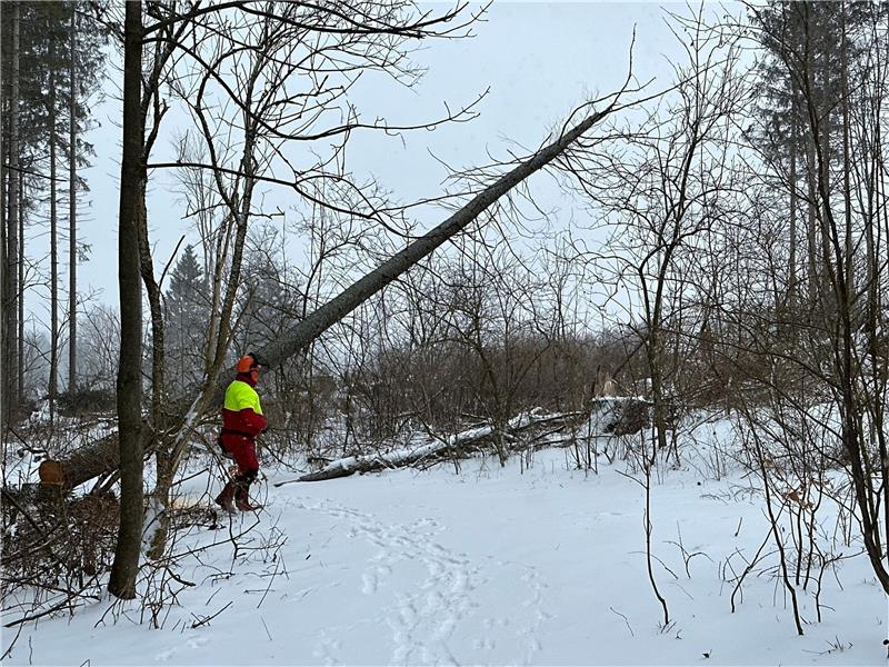 Fichtenfällen bei Braunlage: „Die grünen Bäume bleiben stehen“ Am Dienstagmorgen ist der Waldweg vom Schlesierweg zum Schmiedeberg gesperrt, weil das Forstamt Lauterberg auch in diesem Bereich Bäume fällen lässt. Foto: Eggers