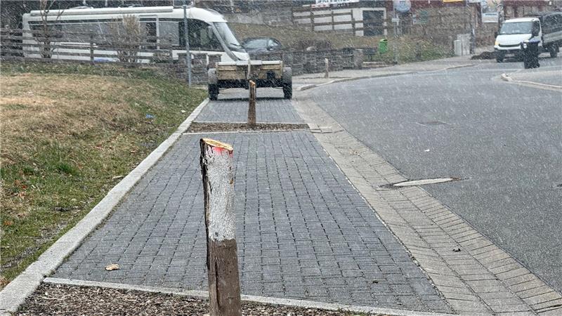 Am Donnerstag bei Schneeregen sieht es besonders traurig aus: Die Stadt hat in der Herzog-Johann-Albrecht-Straße in Braunlage 13 junge Bäume auf einer Höhe von rund einen Meter fällen lassen.