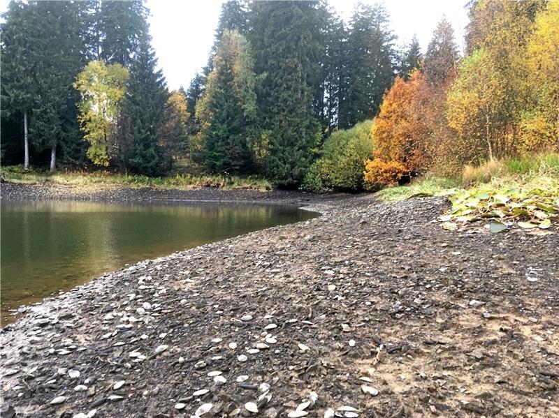 Rettungsaktion für Teichmuscheln am Kuttelbacher Teich Am Kuttelbacher Teich liegen tausende Schwanenmuscheln durch das Absenken des Wasserspiegels trocken. Freiwillige Helfer bemühen sich in einer Rettungsaktion um ihren Fortbestand. Fotos: Christine Eggers