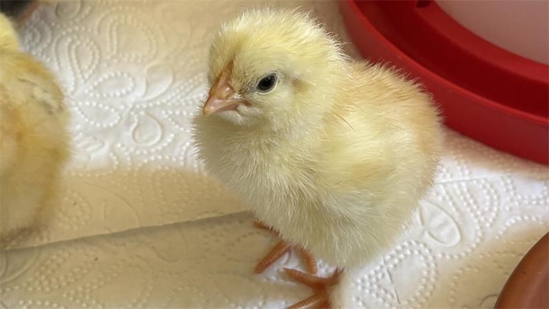 Ein Hühnerküken.