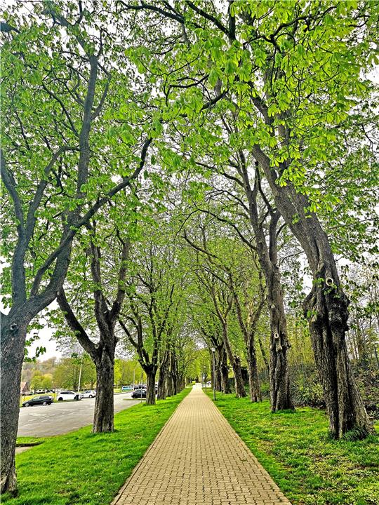 Am Osterfeld sollen rund 100 neue Bäume gepflanzt werden. Foto: Sowa