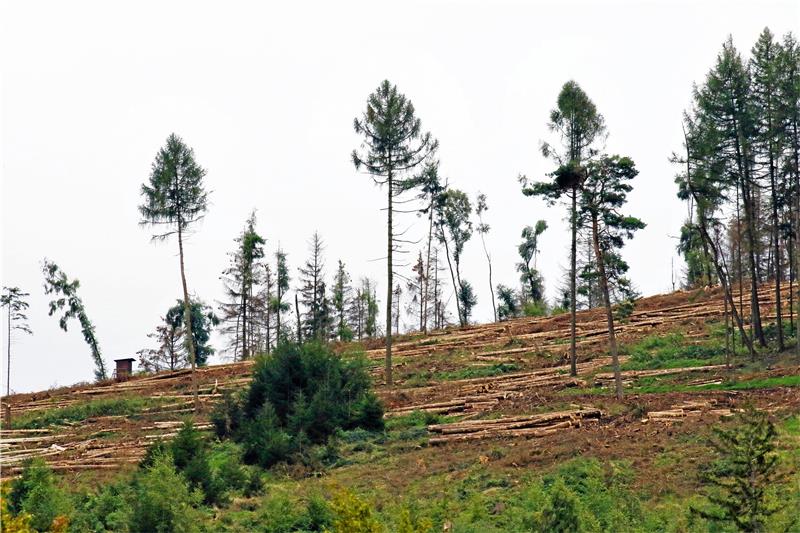 Am Rammelsberg sind bereits große Kahlflächen auszumachen.  Foto: Epping