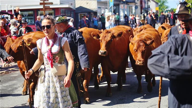 Das Foto zeigt eine Frau in Tracht, die vor Kühen durch eine Stadt geht.