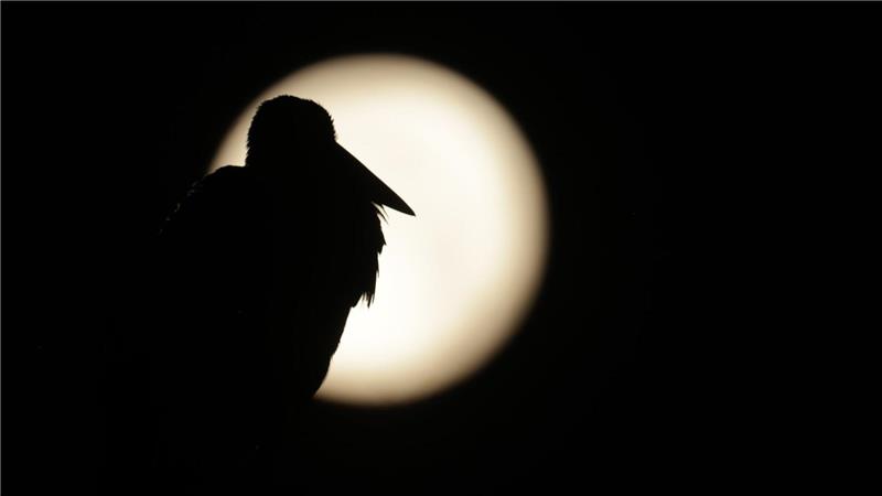 Am Sonntag war Vollmond - sein Licht wird es noch in den nächsten Tagen erschweren, Perseiden zu entdecken. (Archivbild) 