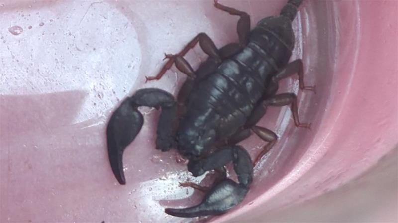 Nahaufnahme eines schwarzen Skorpions in einem durchsichtigen Behälter