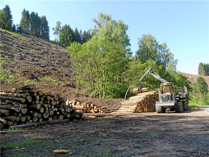 Am Steilhang des Mühlenbergs am Ortsausgang von Altenau laufen immer noch die Forstarbeiten. Der Einschlag des Fichtenwaldes ist eine vorbeugende Maßnahme, so die NLF. Foto: Römhild