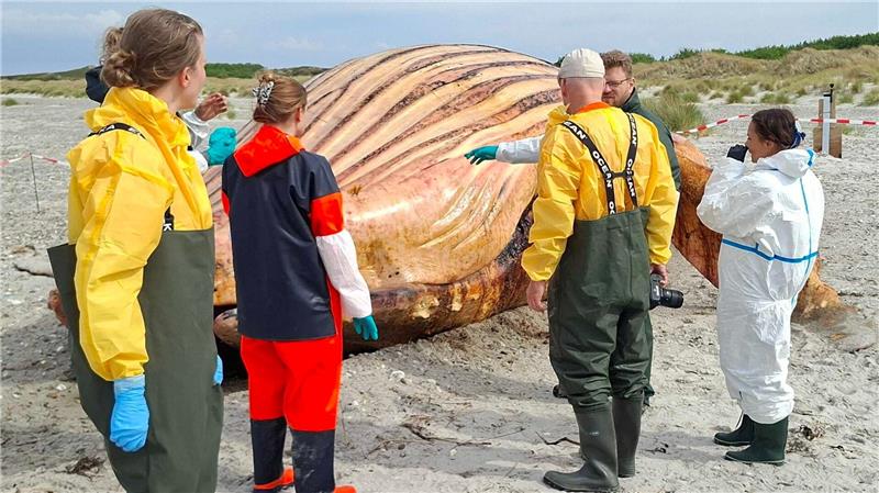 „Timmy“ war ein Weibchen – Obduktion von Buckelwal beendet Am Strand standen Container bereit.