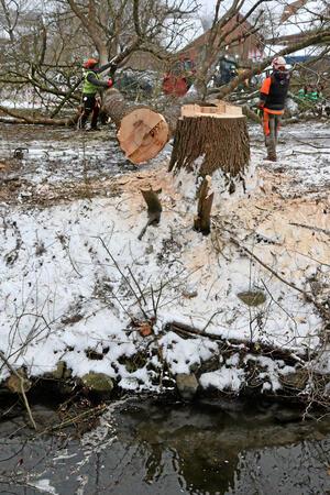 Warum in Neuwallmoden jetzt Bäume für den Hochwasserschutz fallen Baumfällarbeiten an einem Fluss.