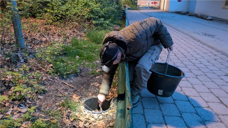 So liebestolle Kröten wie in Bad Harzburg gibt’s nirgendwo im Land Am Waldrand steht ein mobiler Zaun, dahinter sammeln sich die Kröten in Eimern. Das soll nächstes Jahr noch ausgefeilter werden.
