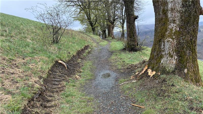 Am Wegrand der Bergwiesen unterhalb des Glockenbergs in St. Andreasberg hat ein großes Fahrzeug sichtbare Spuren hinterlassen.