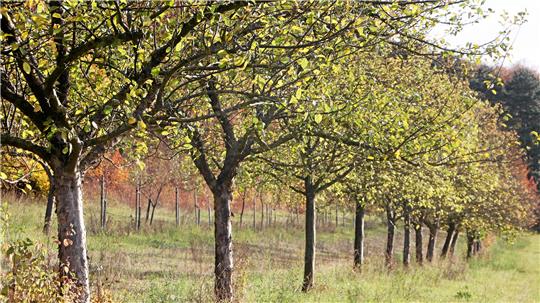 Wie bei Neuwallmoden alte Obstsorten gerettet werden Am Westerberg bei Neuwallmoden erstreckt sich die von Ernst gepachtete Streuobstwiese.