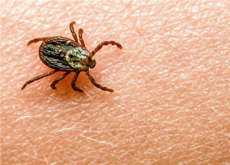 Am häufigsten kommt in Deutschland der Gemeine Holzbock (Ixodes ricinus) als Zeckenart vor.