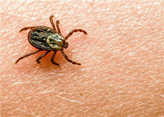 Am häufigsten kommt in Deutschland der Gemeine Holzbock (Ixodes ricinus) als Zeckenart vor.