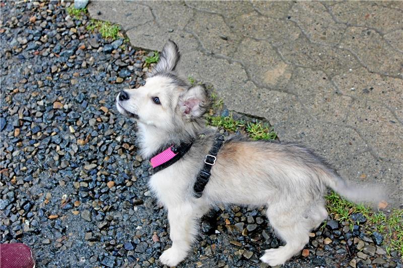 Verlassenes Hundebaby hat neues Zuhause gefunden Amadeus hat Glück: Der Kleine ist wieder gesund und hat neue Menschen gefunden, die sich um ihn kümmern. Foto: Fricke