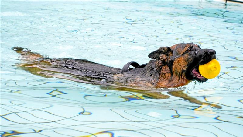 Im Wildemanner Spiegelbad gehen Hunde bei Hundewetter baden An Wasser und an Land haben die Hunde im Spiegelbad Spaß. Der Verein blickt auf eine gelungene Saison zurück. Foto: Privat