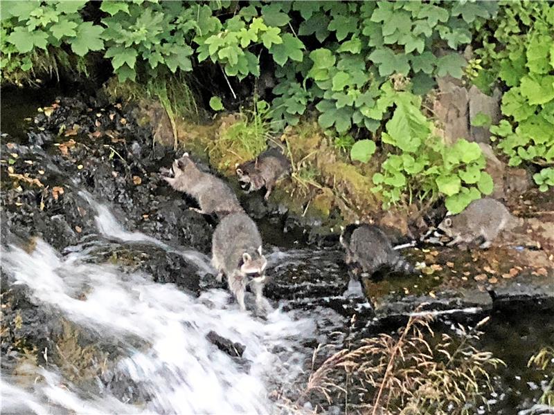 Wilde Waschbären sind eine Touristen-Attraktion An dem kleinen Wasserfall unterhalb der Gaststätte „Akropolis“ halten sich die Waschbären derzeit besonders gerne auf. Und viele Gäste des Lokals genießen es, den Tieren bei ihren Aktivitäten zuzusehen. Foto: Eggers