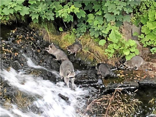 An dem kleinen Wasserfall unterhalb der Gaststätte „Akropolis“ halten sich die Waschbären derzeit besonders gerne auf. Und viele Gäste des Lokals genießen es, den Tieren bei ihren Aktivitäten zuzusehen. Foto: Eggers